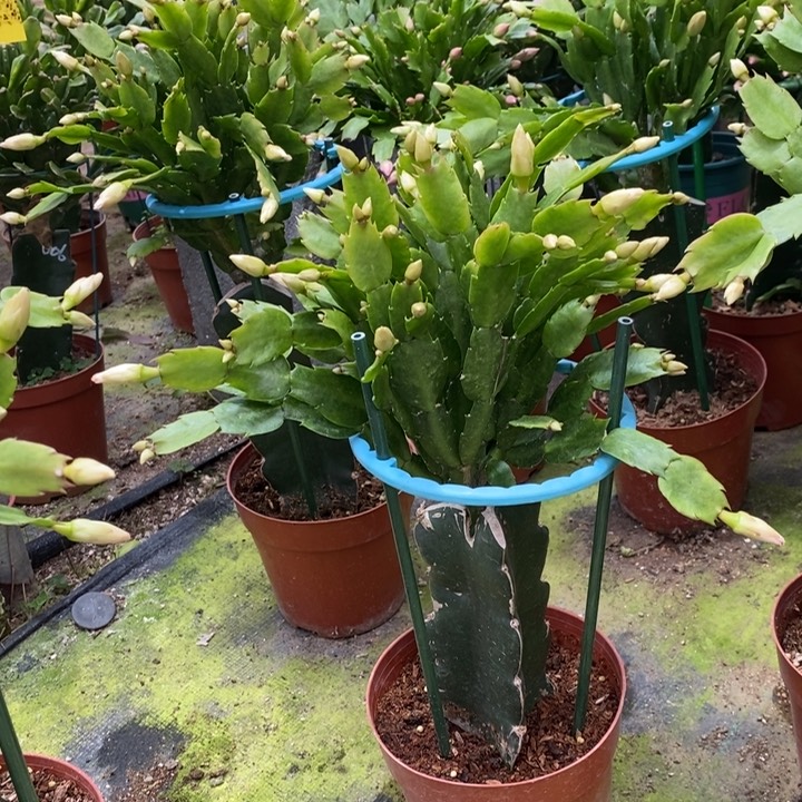 当前无花栽培后可以开花梦916嫁接雅思
