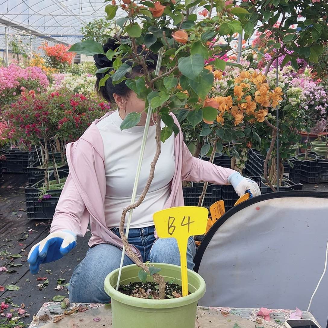 源***…大部分花苞少量开放B4