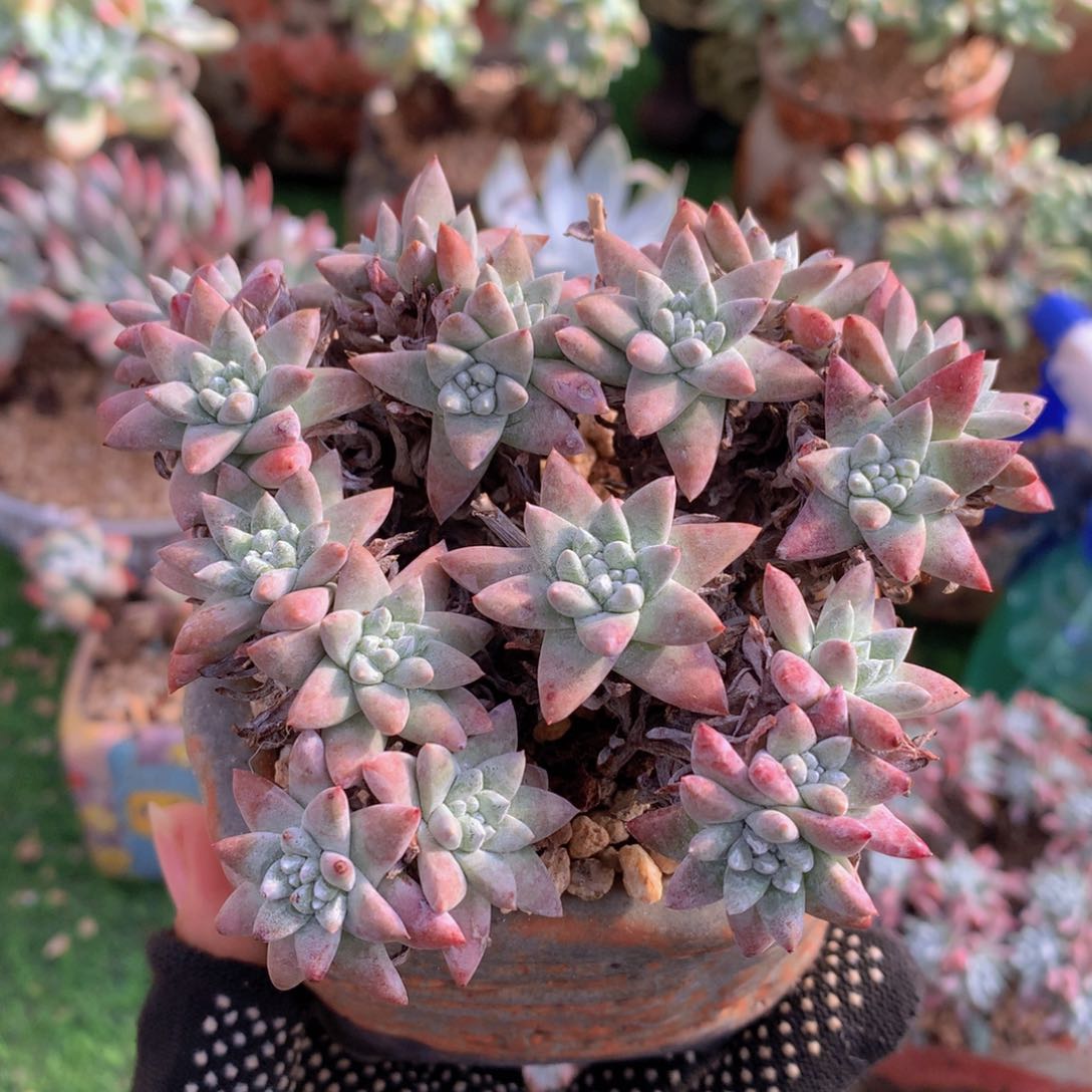 白菊10 公分一物一拍