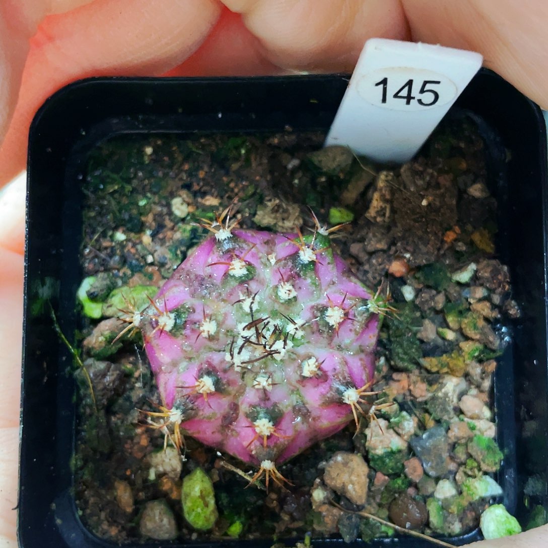 非偏远地区满25包邮仙人球