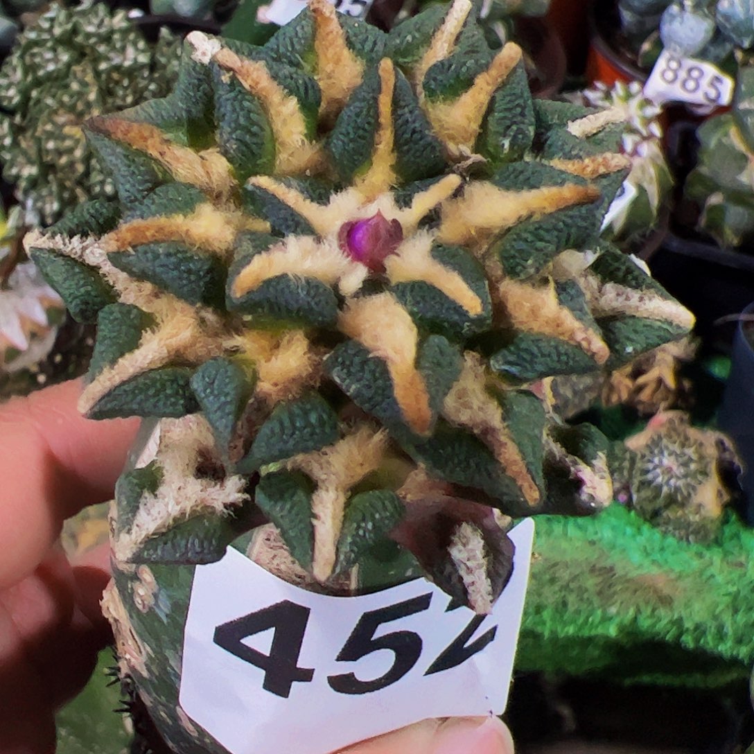 无花朵中筋黑牡丹452