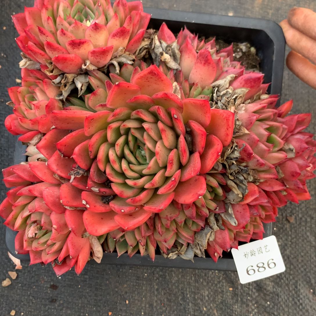 686杂交多肉老桩19冠