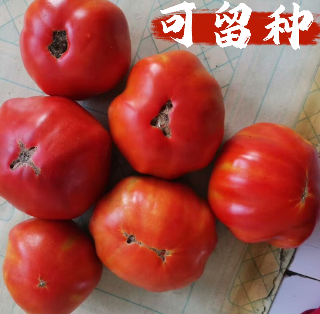 老品种大红西红柿种50粒 皮薄 面沙汁多 吉林本土老品种