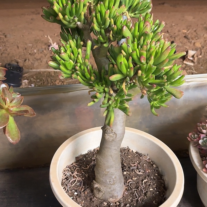 多肉植物，吸财树