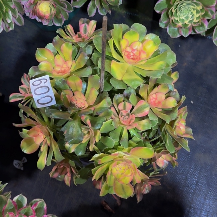 000000009七彩福利价