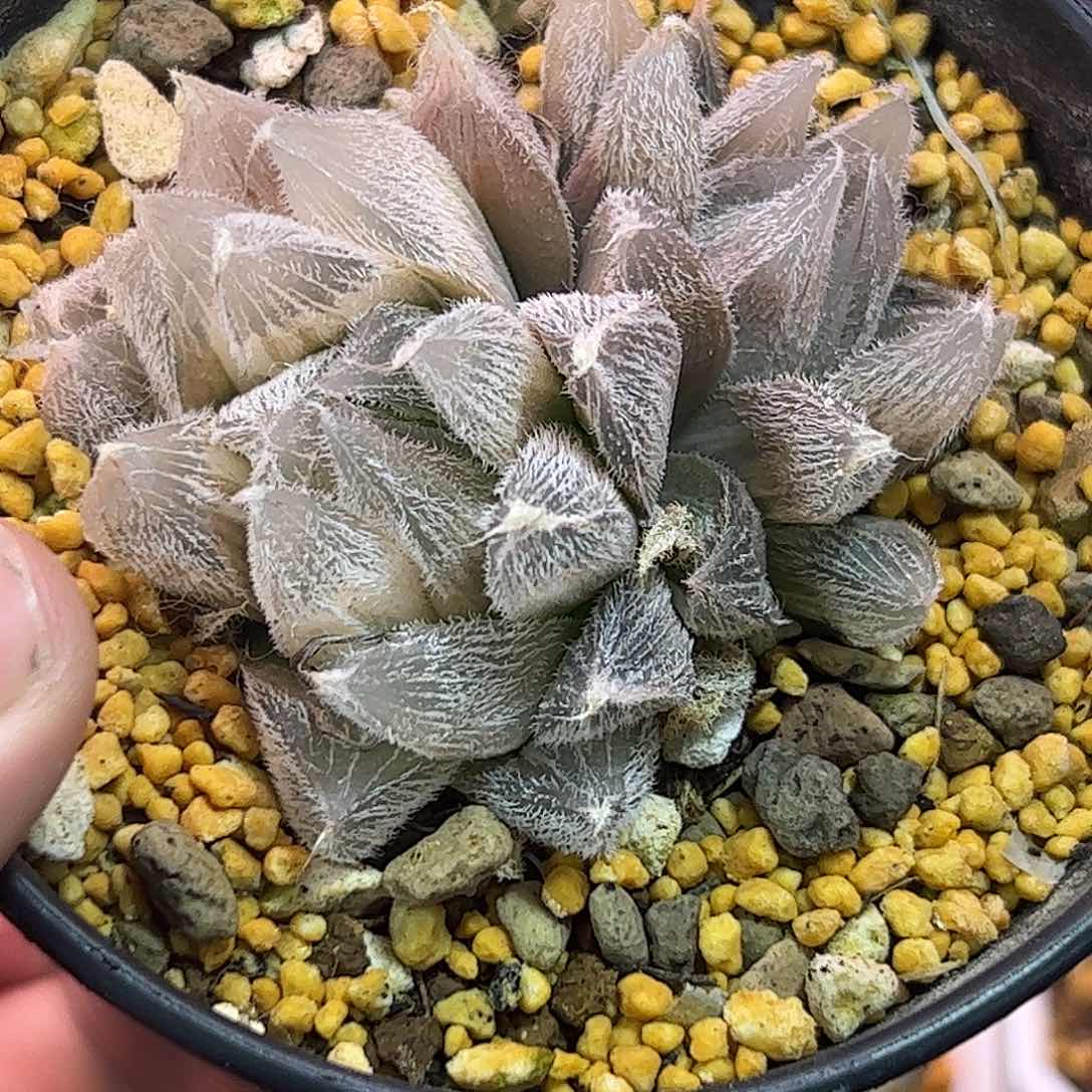 292毛锦十二卷多肉