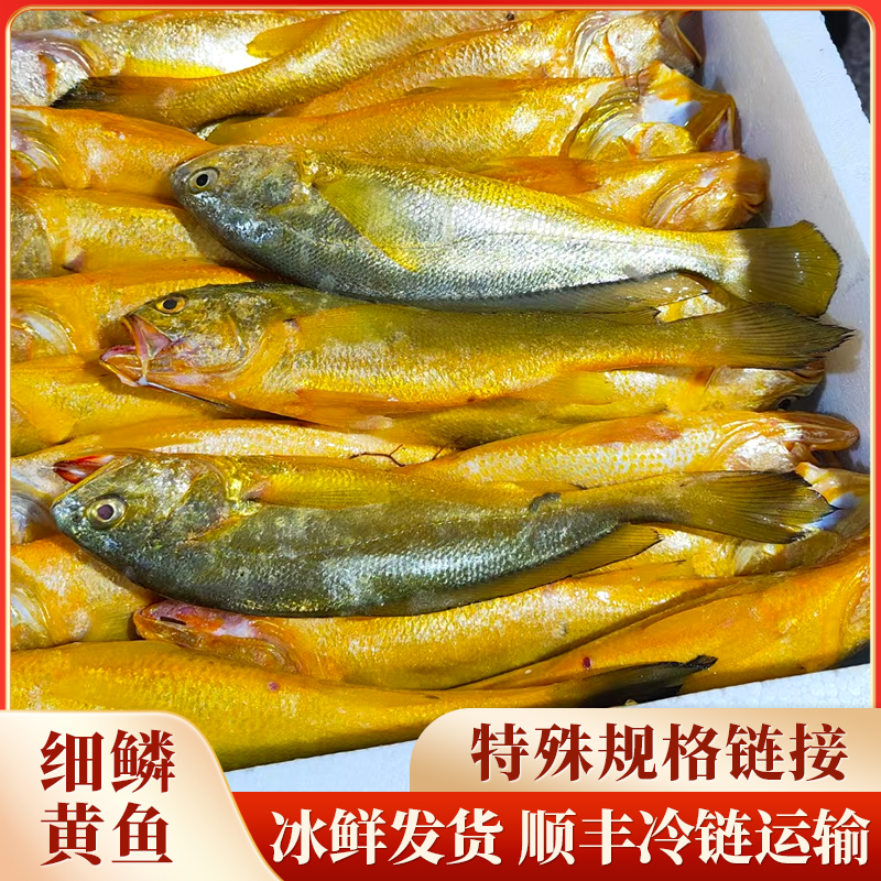 东海拉网野生黄鱼，顺丰包邮，冰鲜发货2-20-1