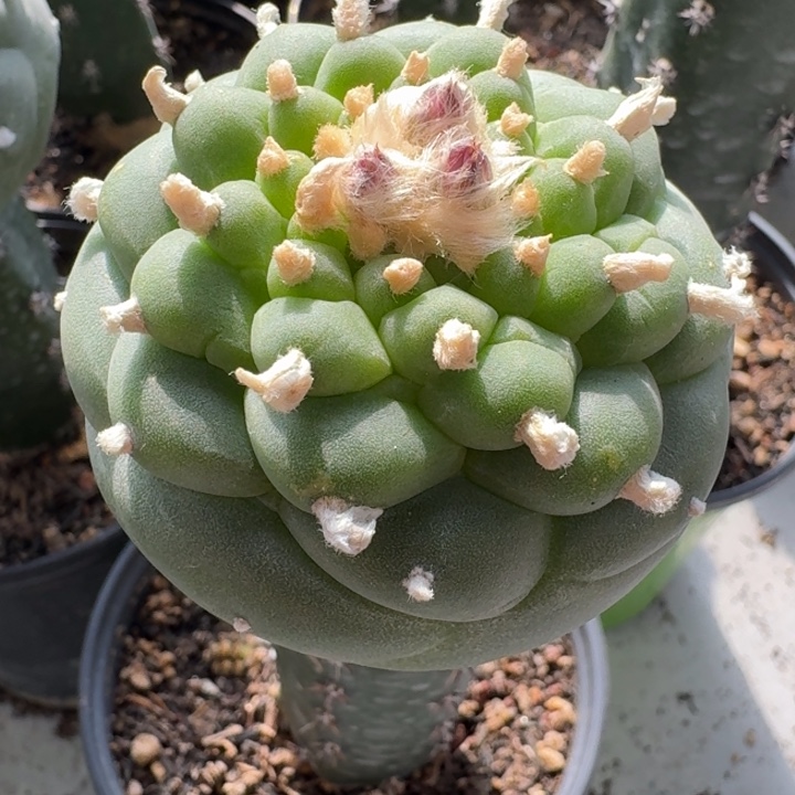 螺旋小奶优苗接仙人球