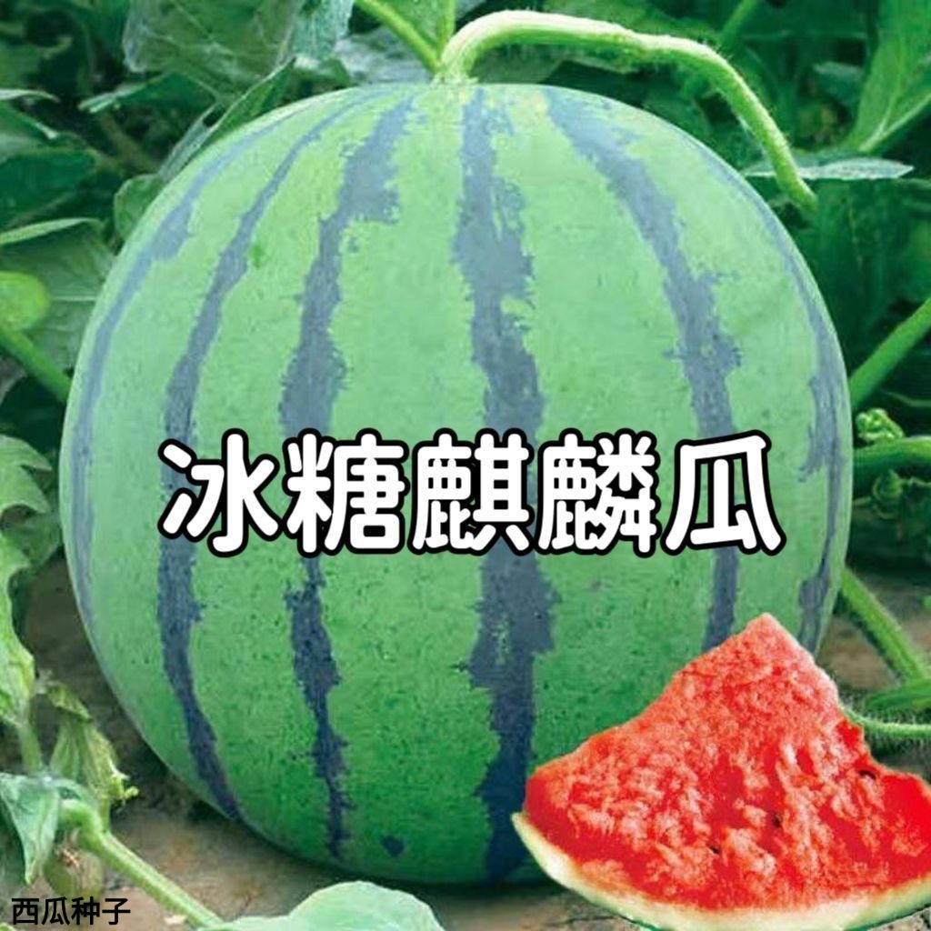 【冰糖麒麟西瓜】冰糖麒麟西瓜种子易种植好养活家庭小院盆栽