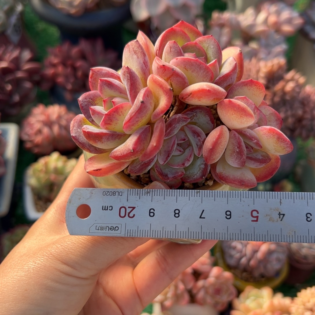 爽***儿696 多肉植物组合盆栽
