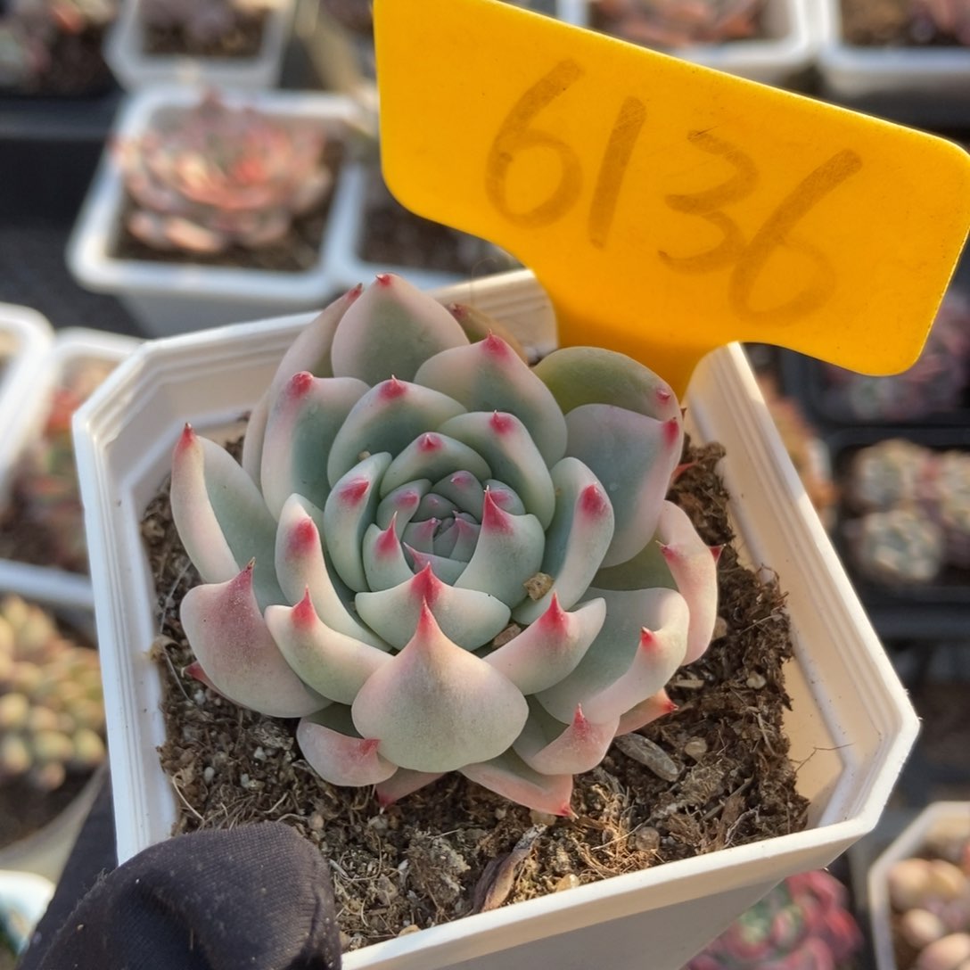 6136吉娃娃锦多肉植物保护