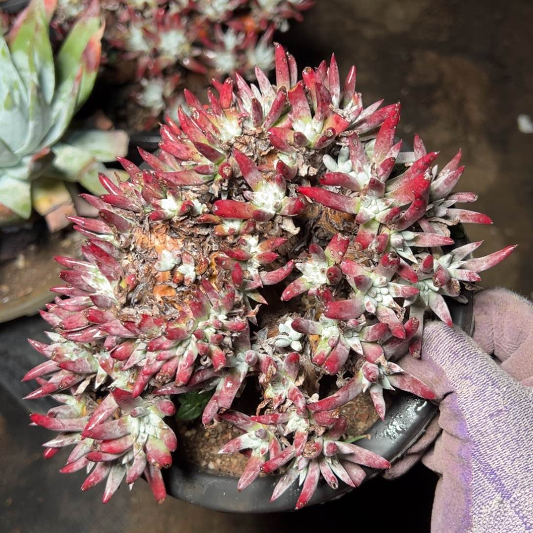 2294白霜缀线多肉哈哈哈哈哈哈