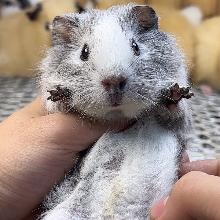 豚鼠雕灰色开脸英短弟弟