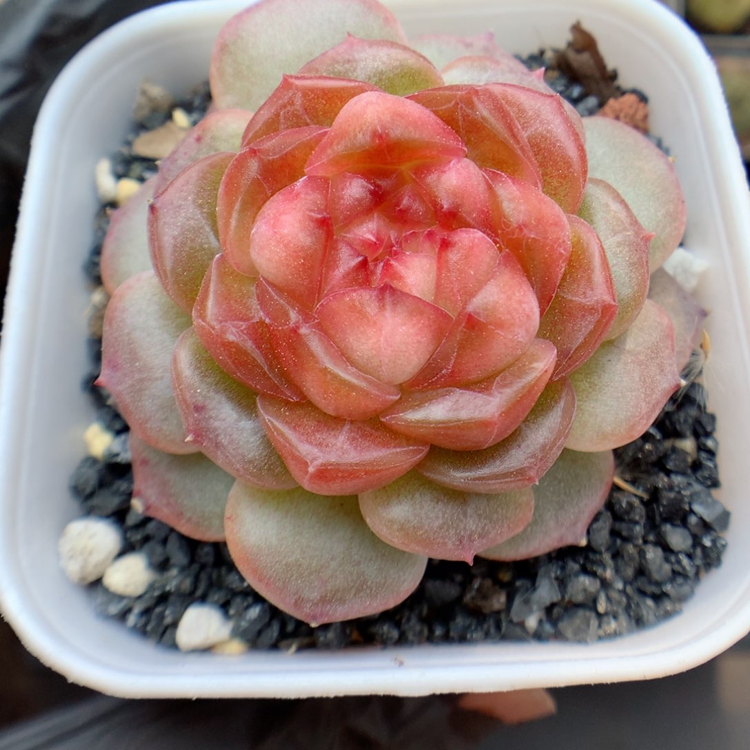多肉植物。 糖心3