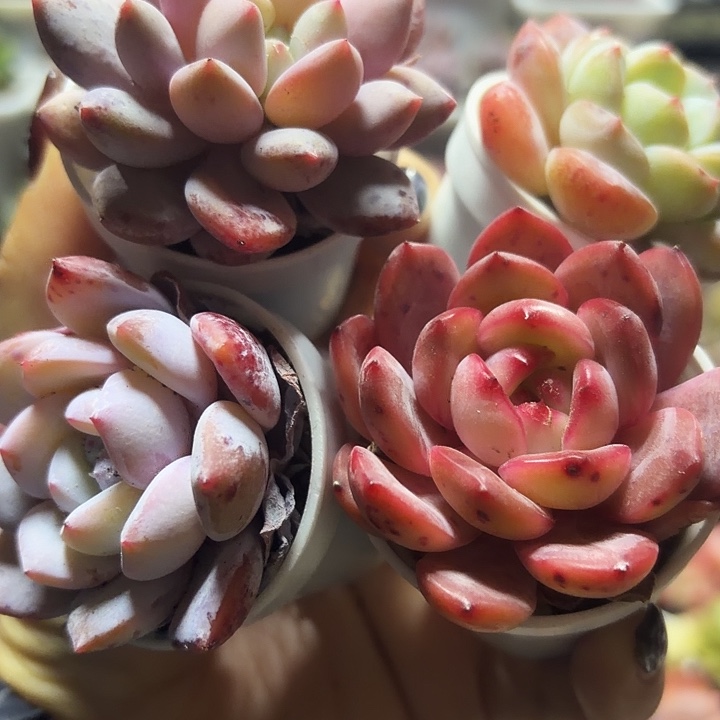 雪茶套餐（满12.9包邮）