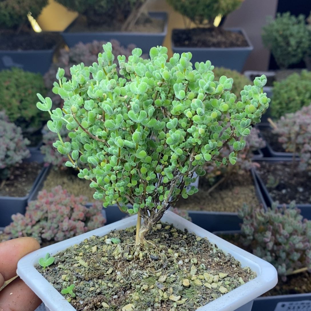 1632实生莱斯枝干