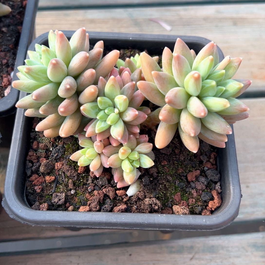 阿蒂斯托潜力股多肉植物