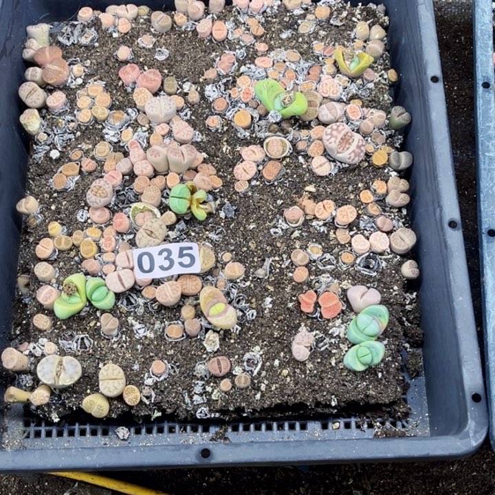 035 生石花一物一图带框