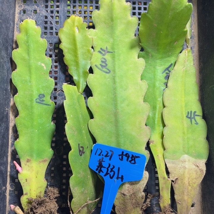 当前无花栽培后可以开花慕*5色