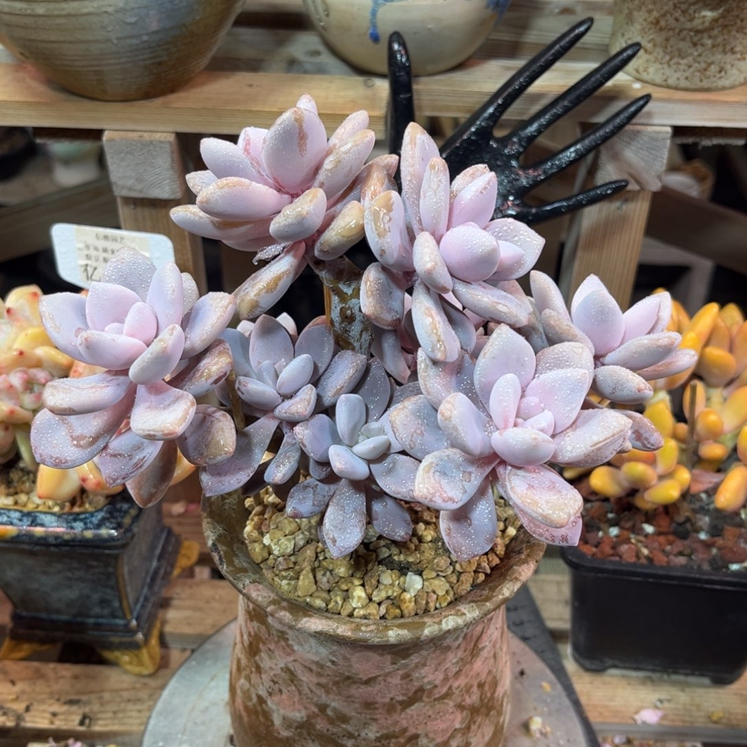 桃霜shinvtajujinnvjinn