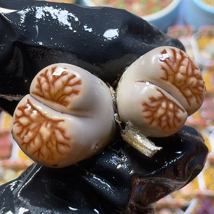 生石花33:：：：。  57号