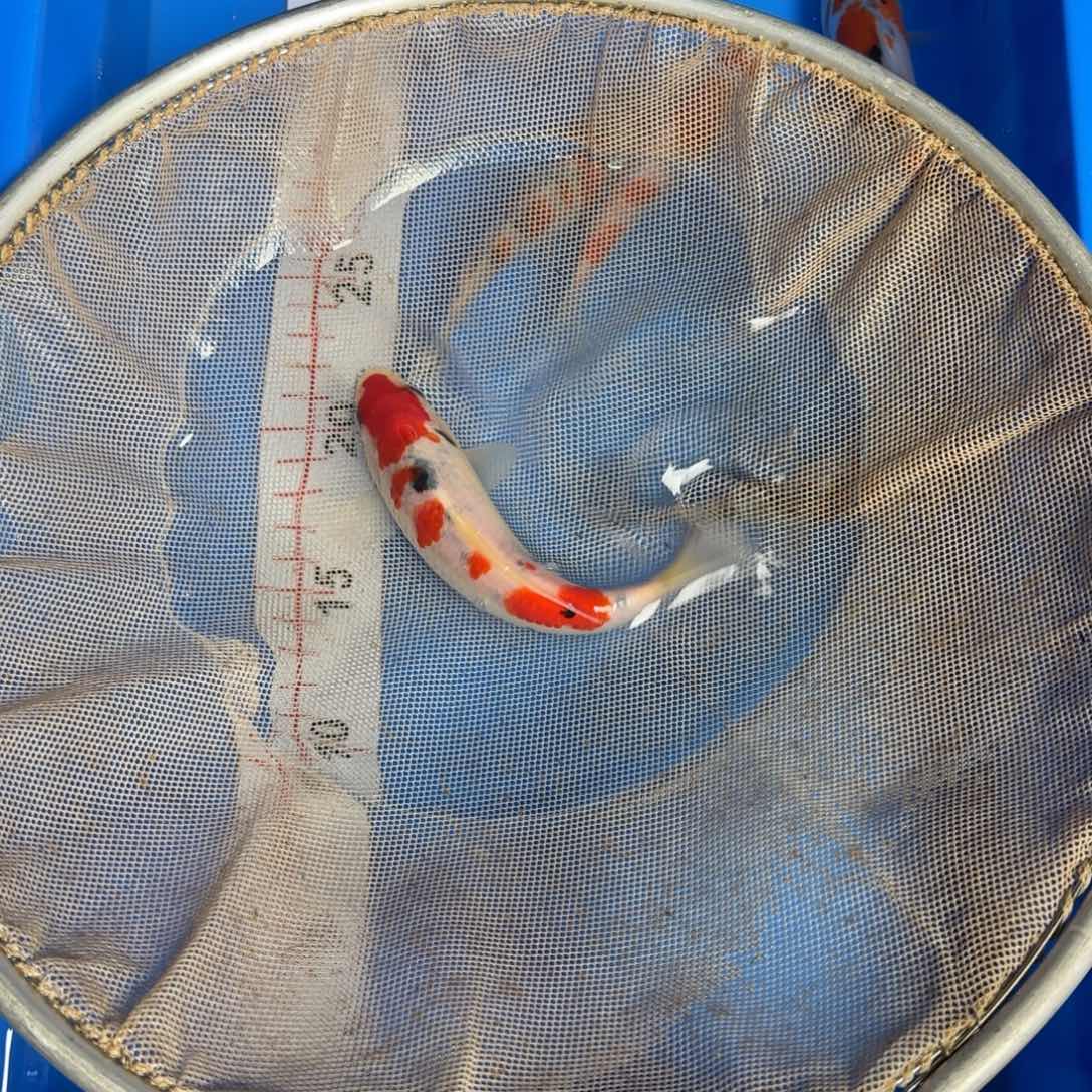 海水鱼阪井进口米兰小姐