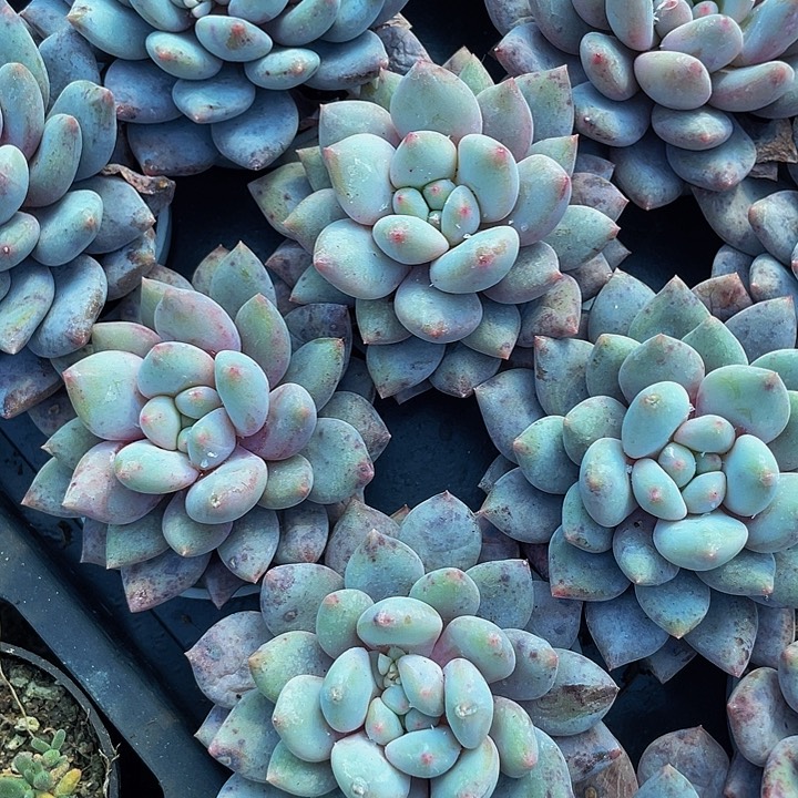 半夏3.8带盆土发