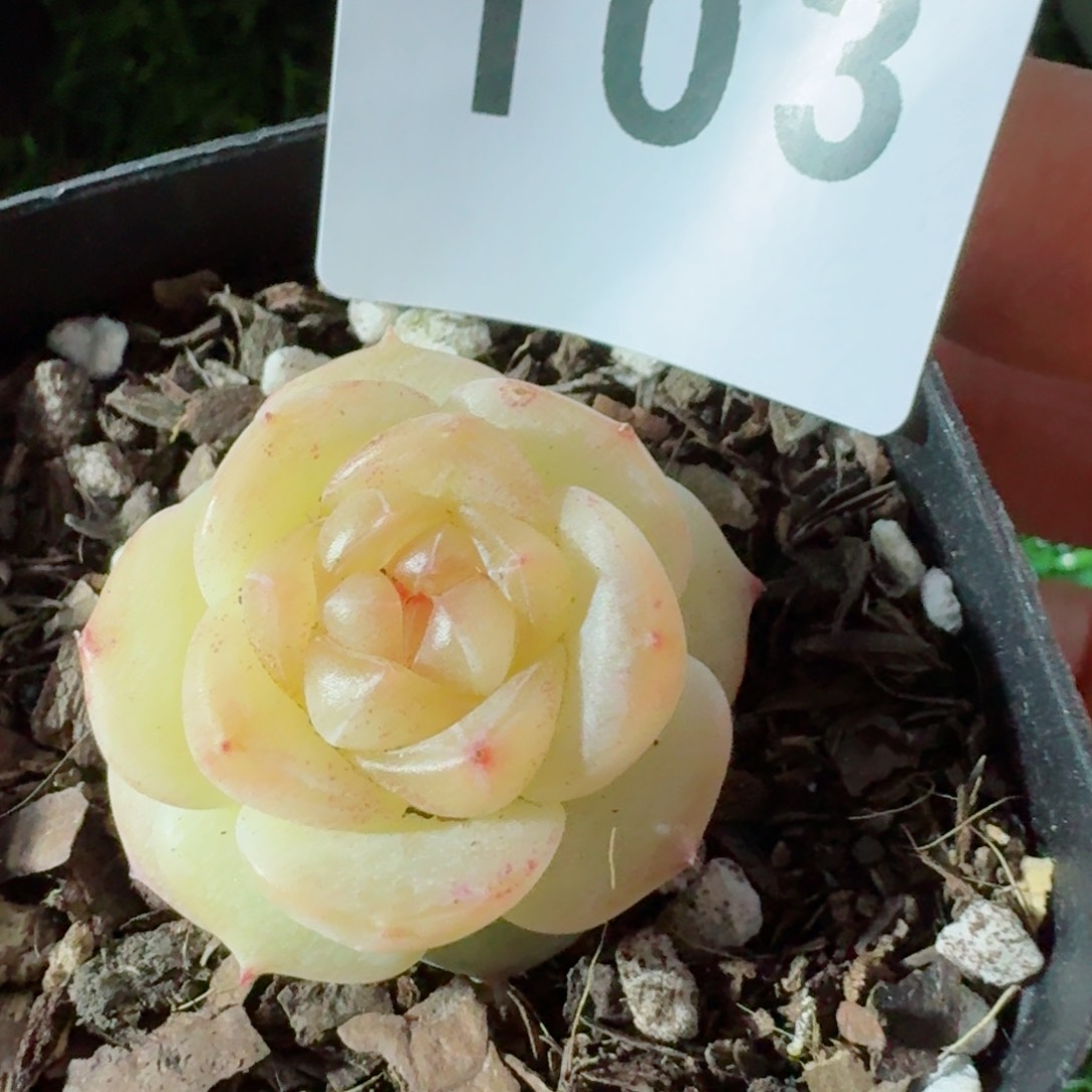 绿遥珍妮         精品多肉