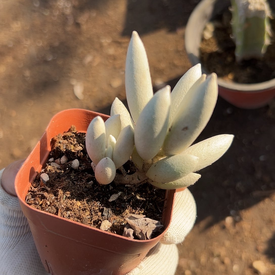 银月父母小心翼翼中央音乐学院