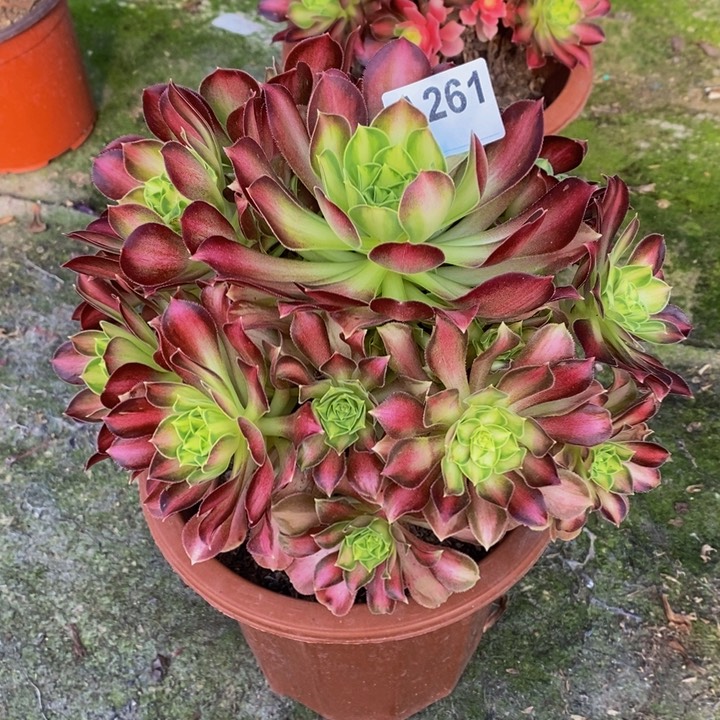 韶华多肉植物261