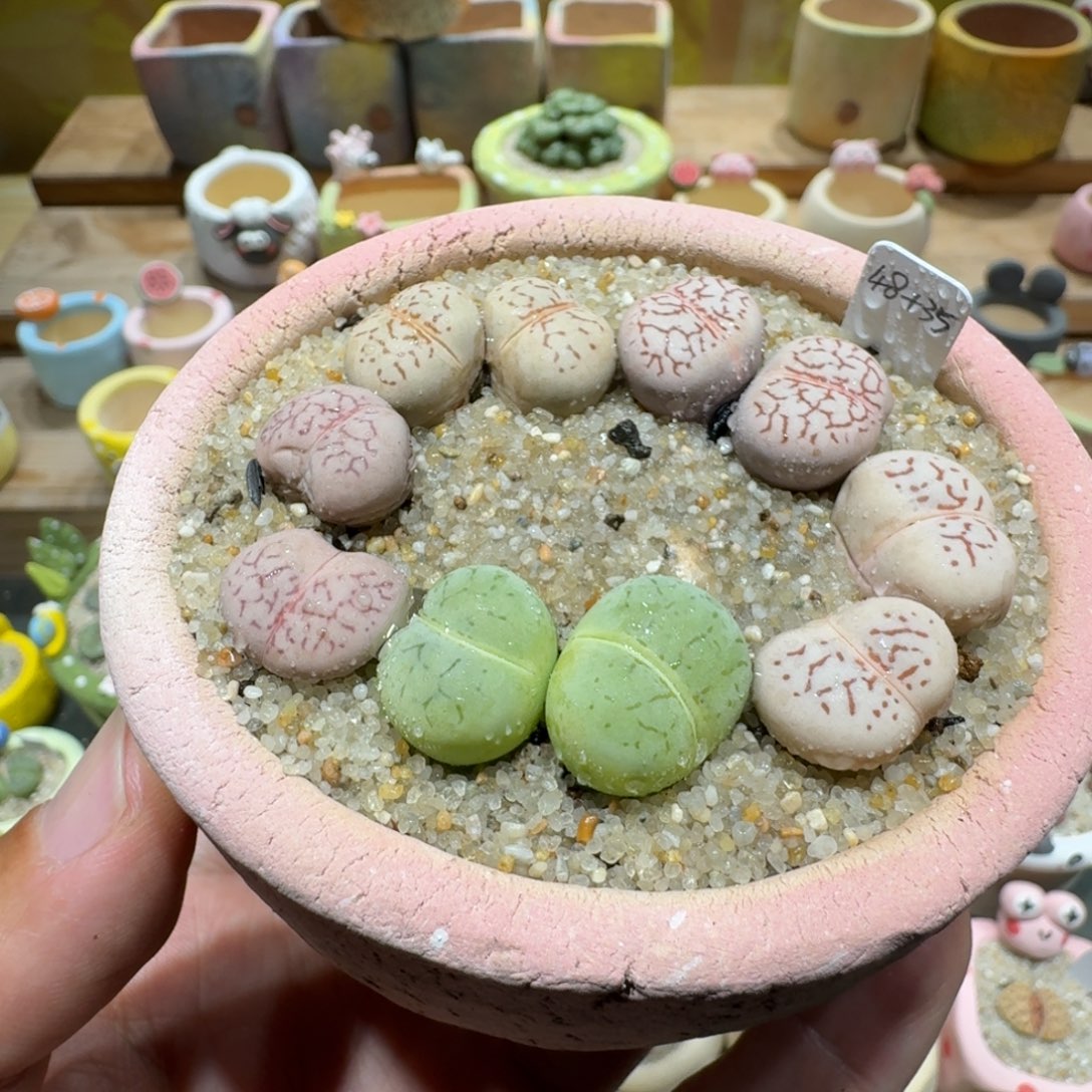 蘑菇1342大白多肉植物