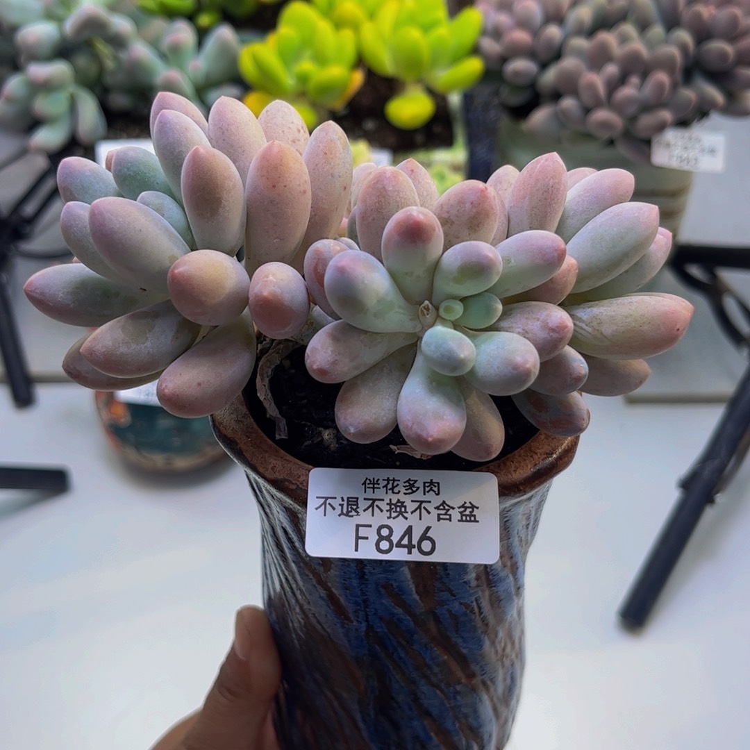 汤圆856/10cm多肉