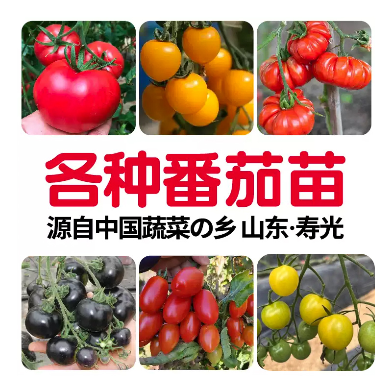 寿光各种番茄秧苗种子大全西红柿千禧圣女果带土盆栽阳台四季蔬菜