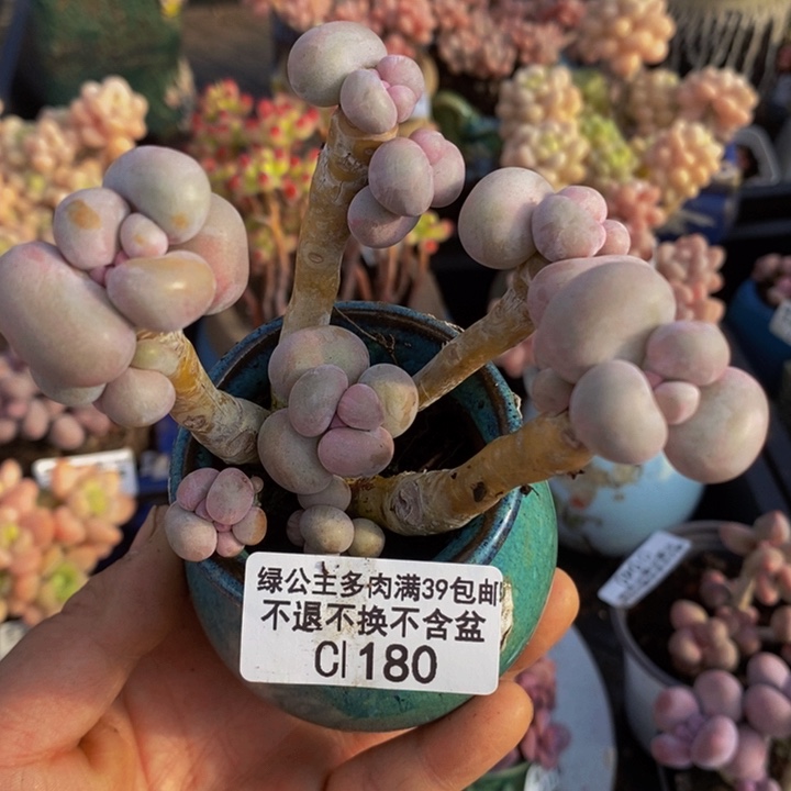 芭比奶洛老桩180多肉植物