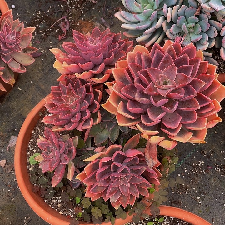 紫气东来大粗杆多肉29:8