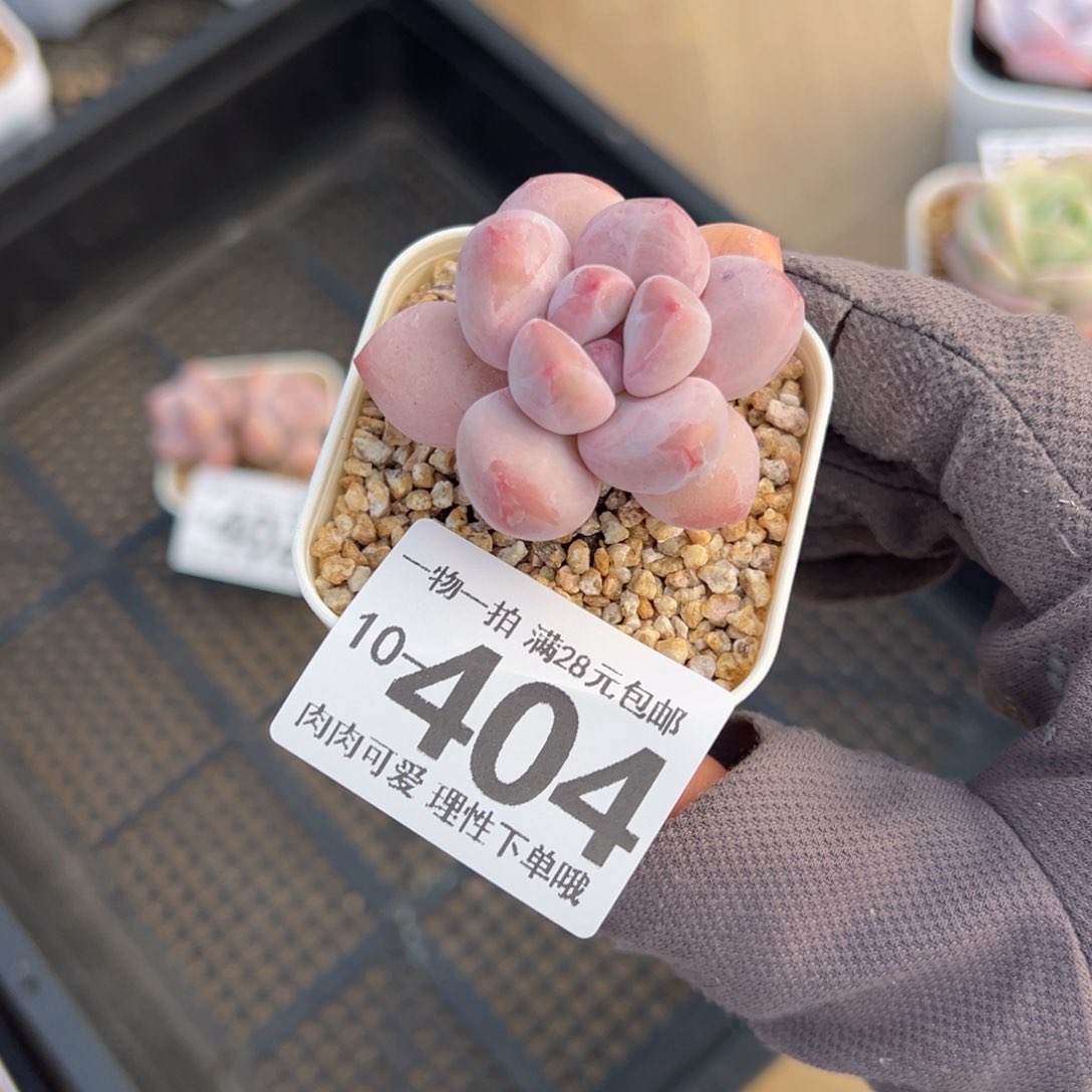 香水奶多肉多多肉多肉