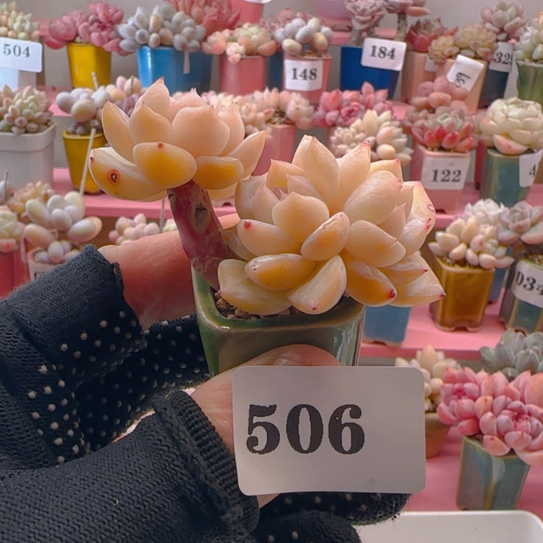 飘枝糖心506 ，带盆土发货，满38包邮非偏远。