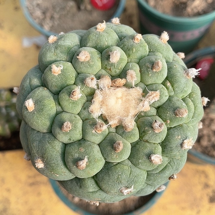 仙人球袖浦接8.4公分133