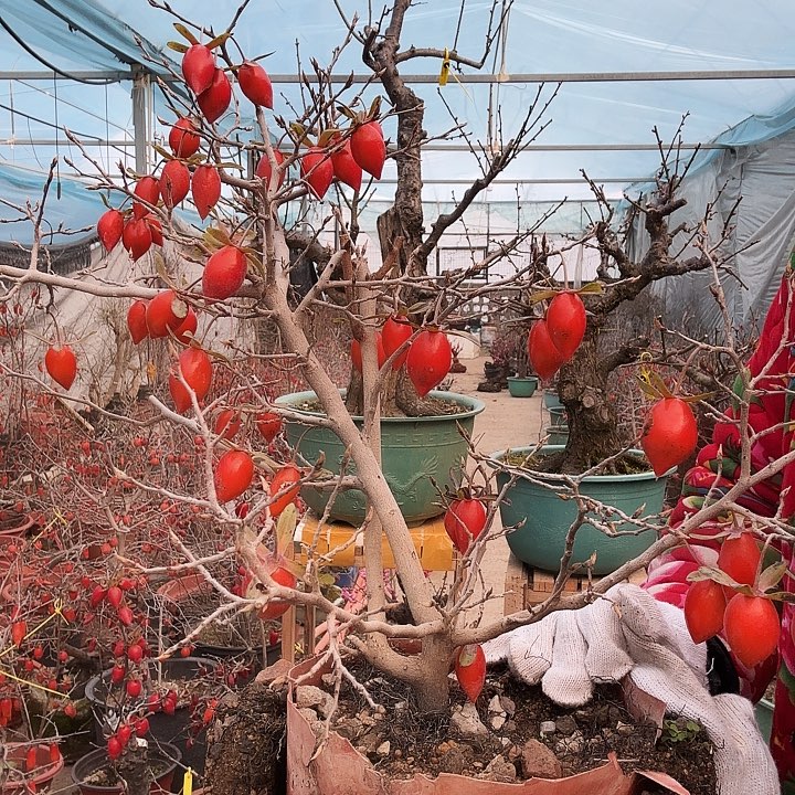 完全开放老鸭柿子