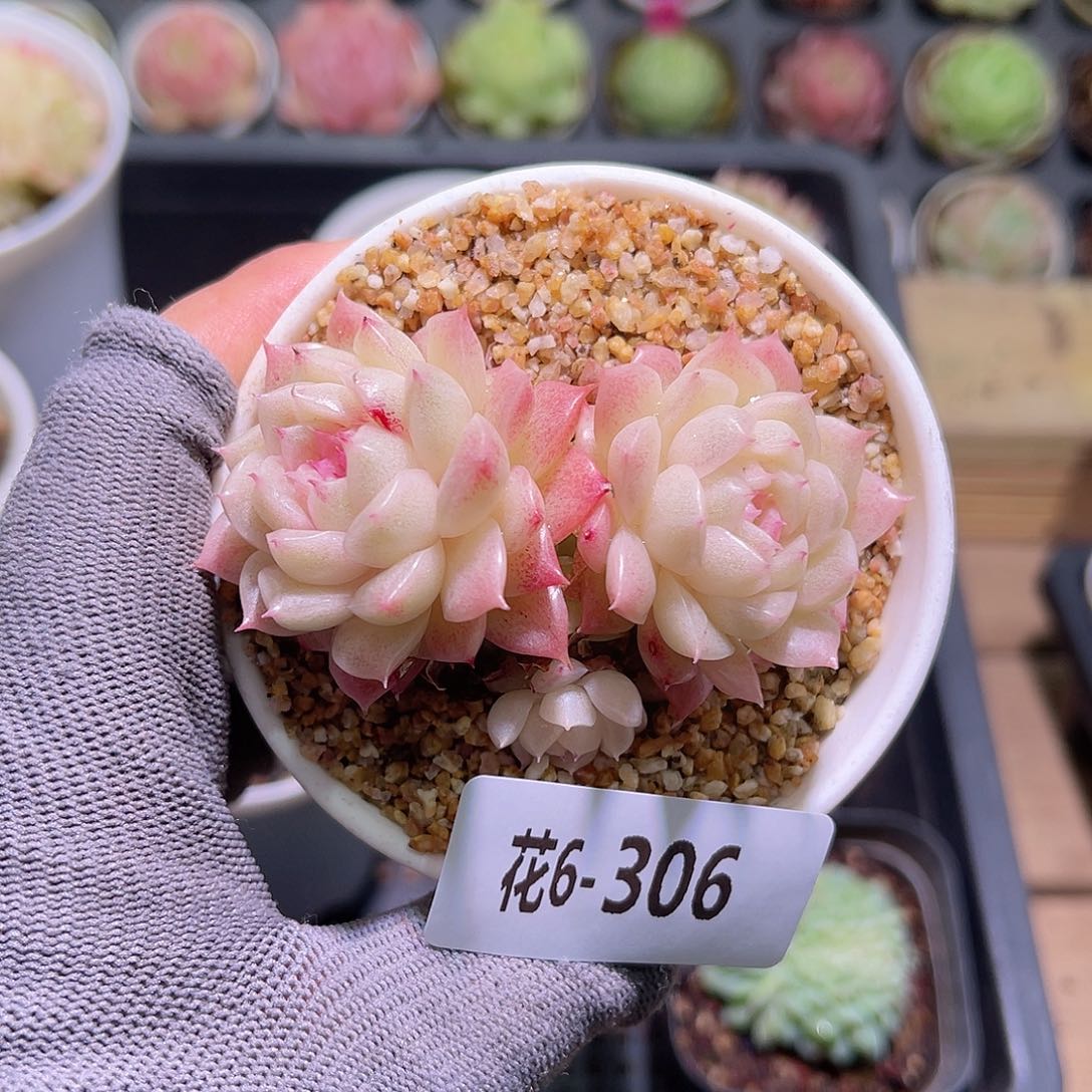 花06-306麦秆双头