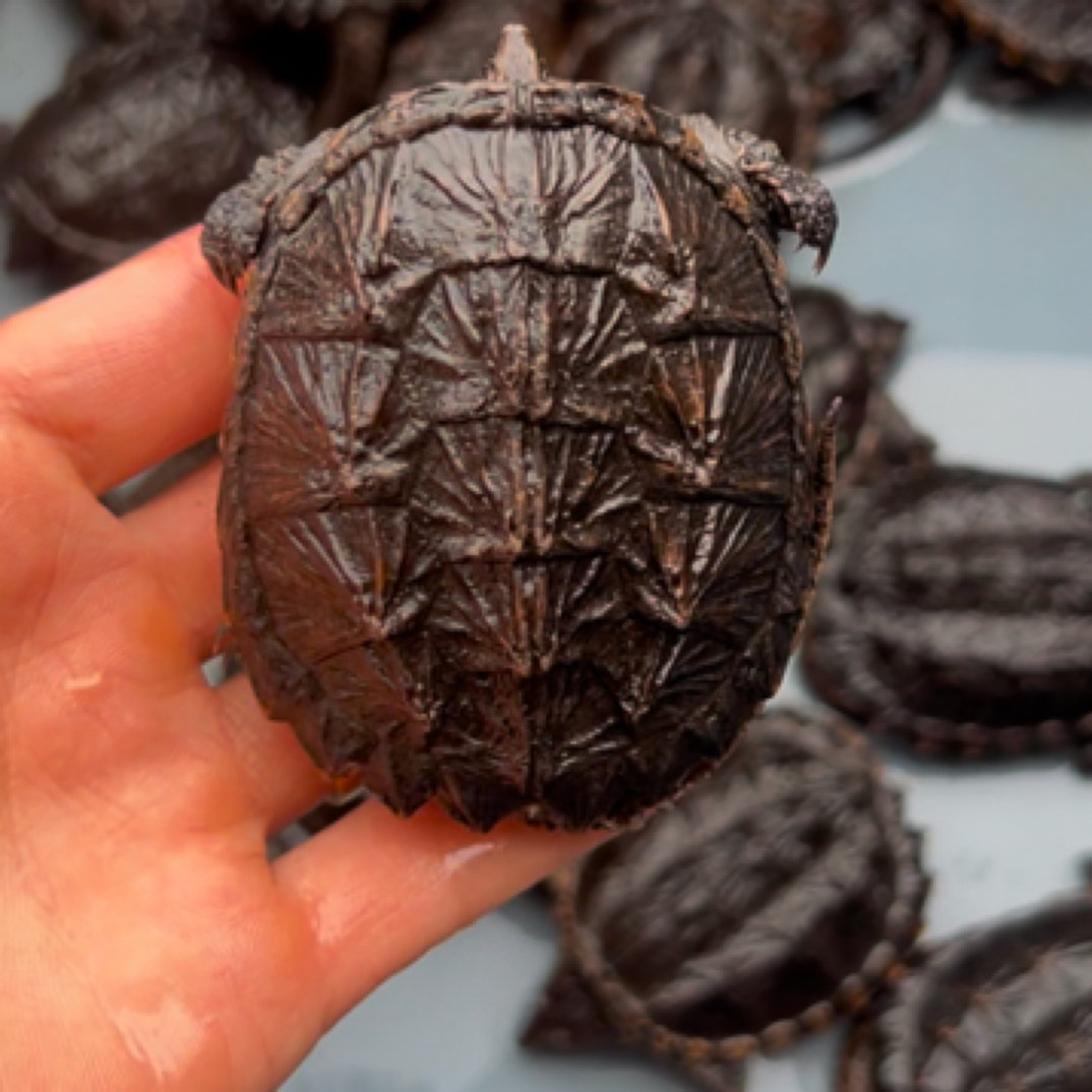 原种北美拟鳄龟健康凶猛乌龟活体直播挑选链接（单拍无效）