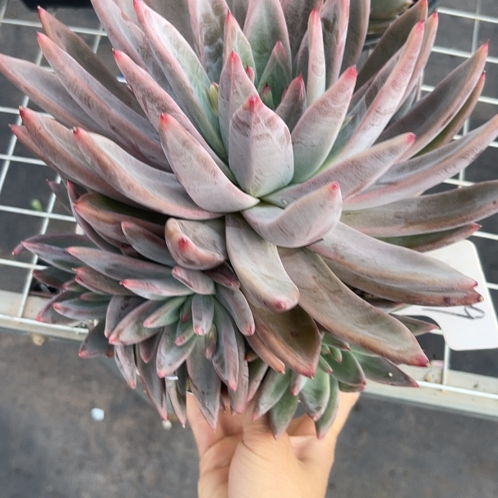 两单包邮，一物一拍79圣徒