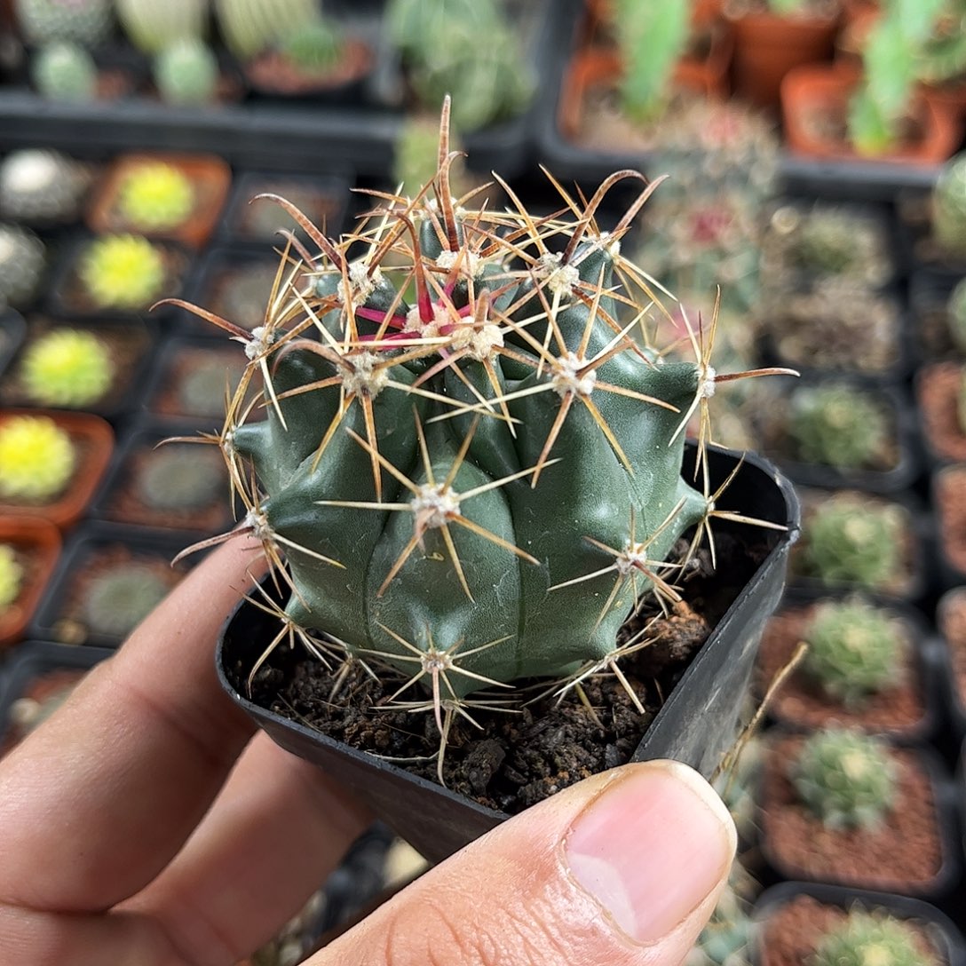 巨鸠玉单头发货单头发