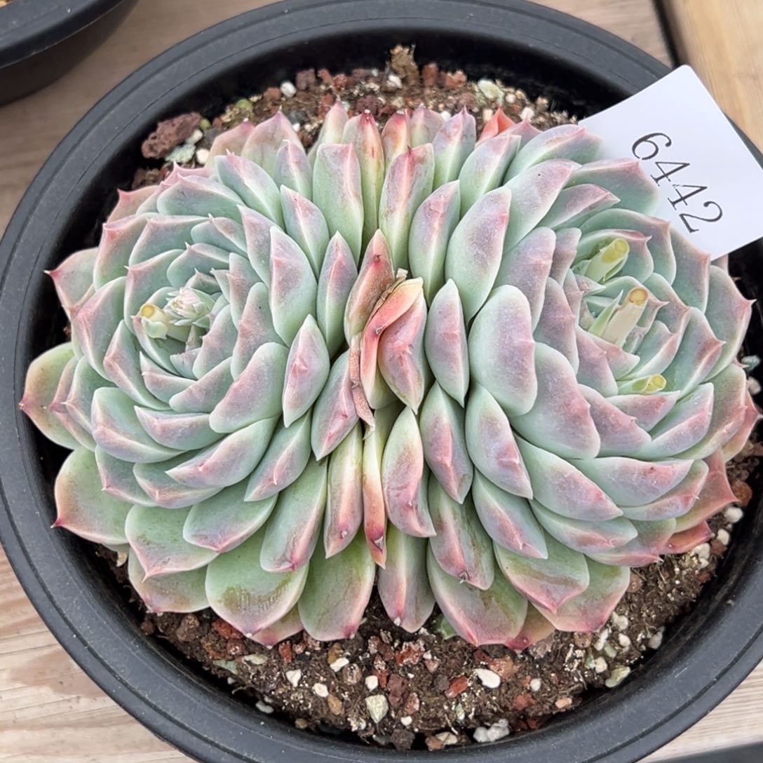 任***转6442多肉多多多多