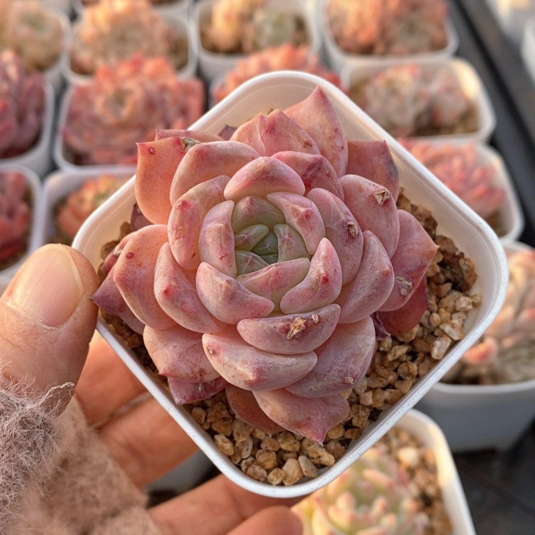 精品多肉一物一拍188