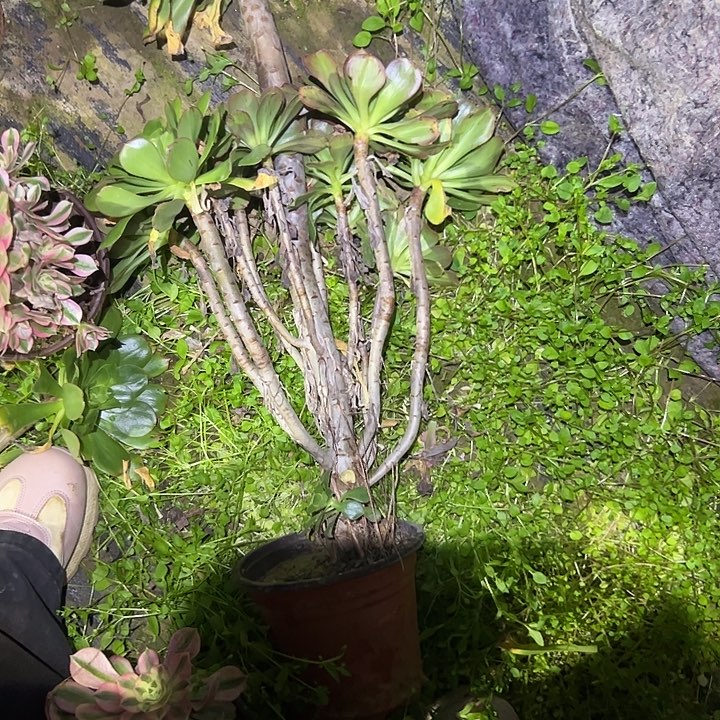 萍**逢多肉法师植物链接34