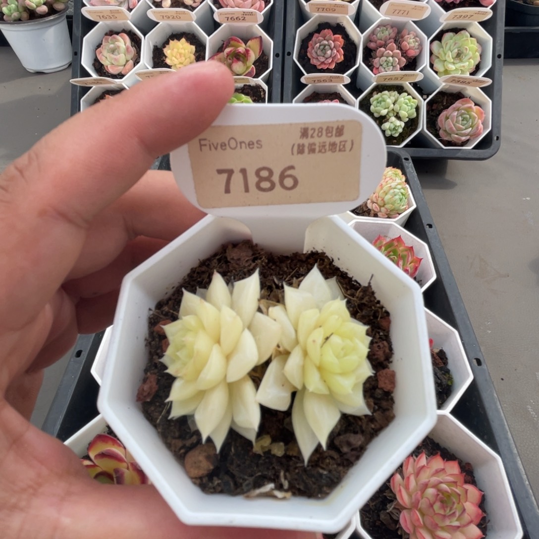 7186白天鹅4.5厘米