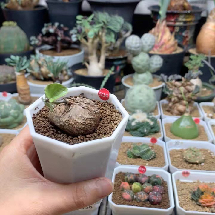 南非龟甲龙福利带盆534