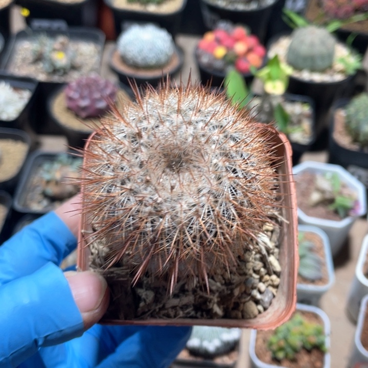 987狂刺红神仙人球