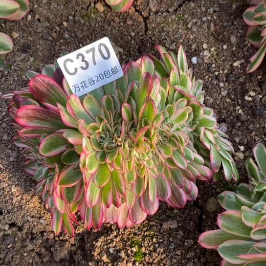 370倾城缀多肉植物